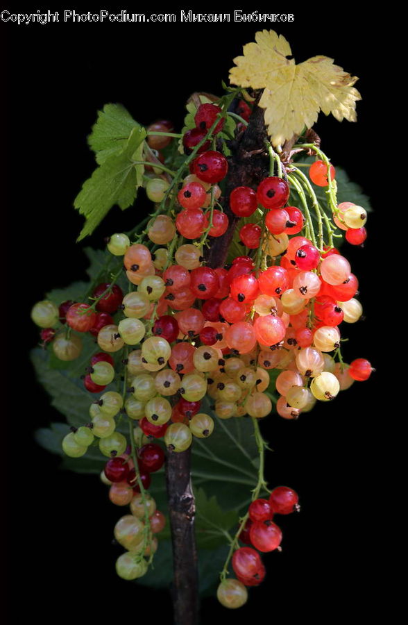 Fruit, Grapes, Flower, Flower Arrangement, Flower Bouquet, Acanthaceae, Annonaceae