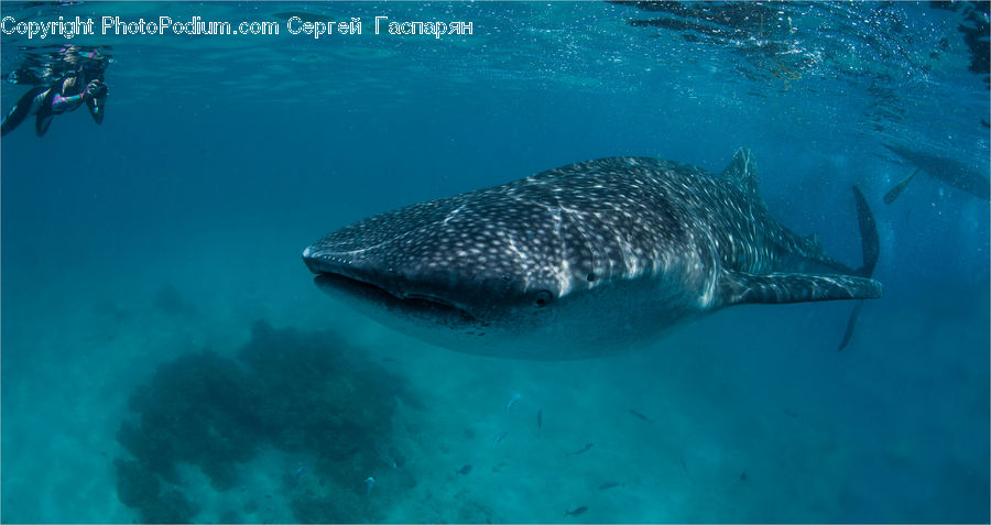 Fish, Sea Life, Shark, Diver, Diving, Snorkeling, Water
