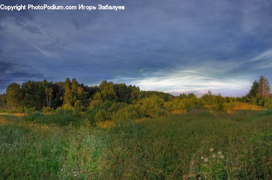 Field, Grass, Grassland, Land, Outdoors, Plant, Dirt Road