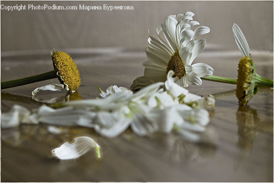 Asphalt, Tarmac, Flora, Pollen, Daisies, Daisy, Flower