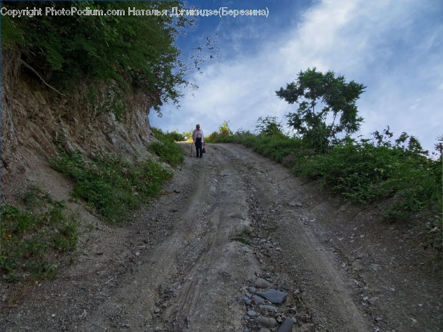 Dirt Road, Gravel, Road, Forest, Jungle, Rainforest, Vegetation