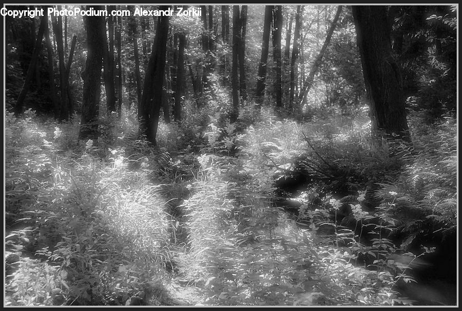 Forest, Vegetation, Jungle, Rainforest, Water, Outdoors, Plant