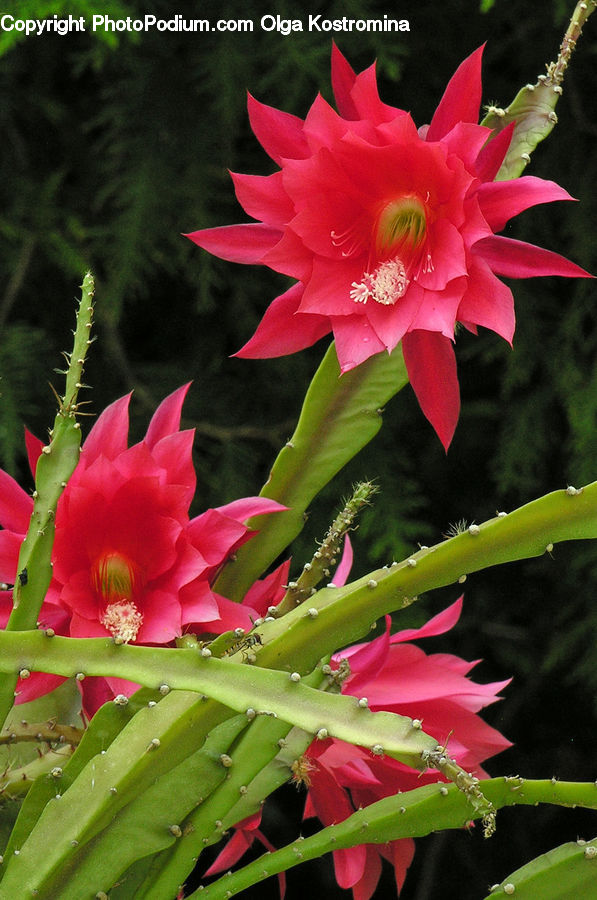 Flora, Flower, Gladiolus, Plant, Insect, Invertebrate, Cactus