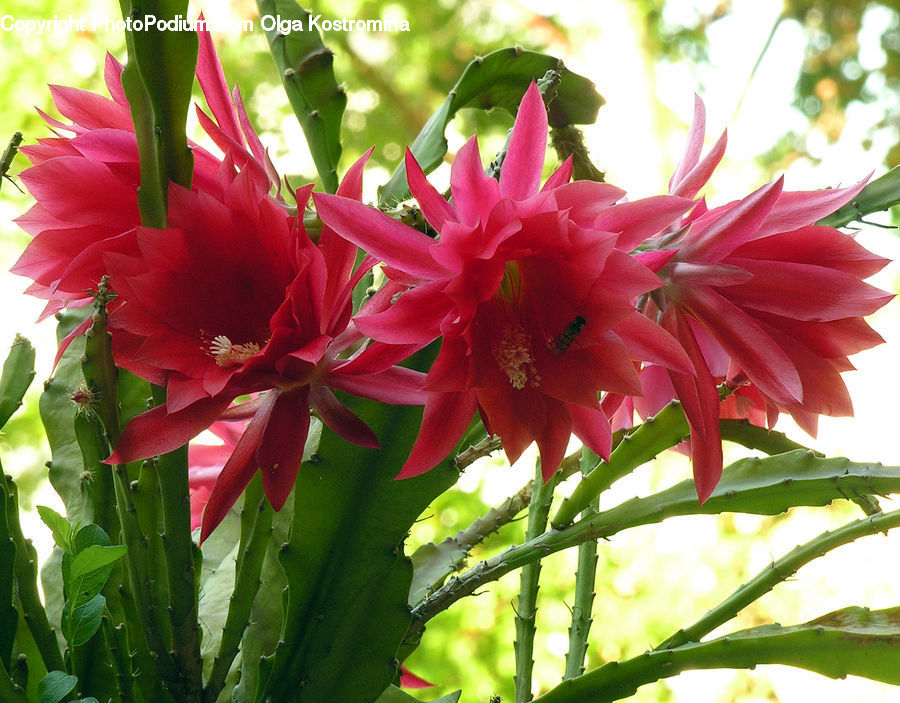 Flora, Flower, Gladiolus, Plant, Blossom, Dahlia, Geranium