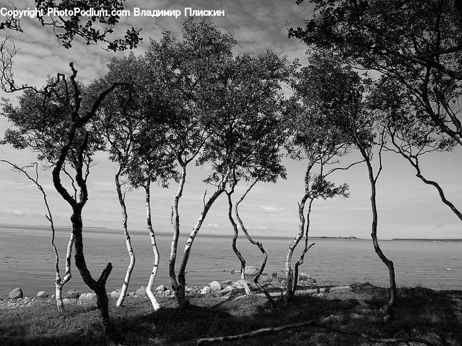 Plant, Tree, Animal, Antelope, Gazelle, Impala, Oak