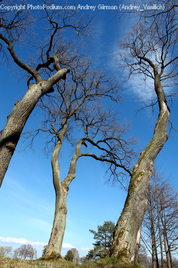 Plant, Tree, Oak, Wood, Sycamore, Tree Trunk, Conifer