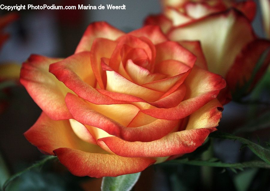 People, Person, Human, Blossom, Flower, Plant, Rose