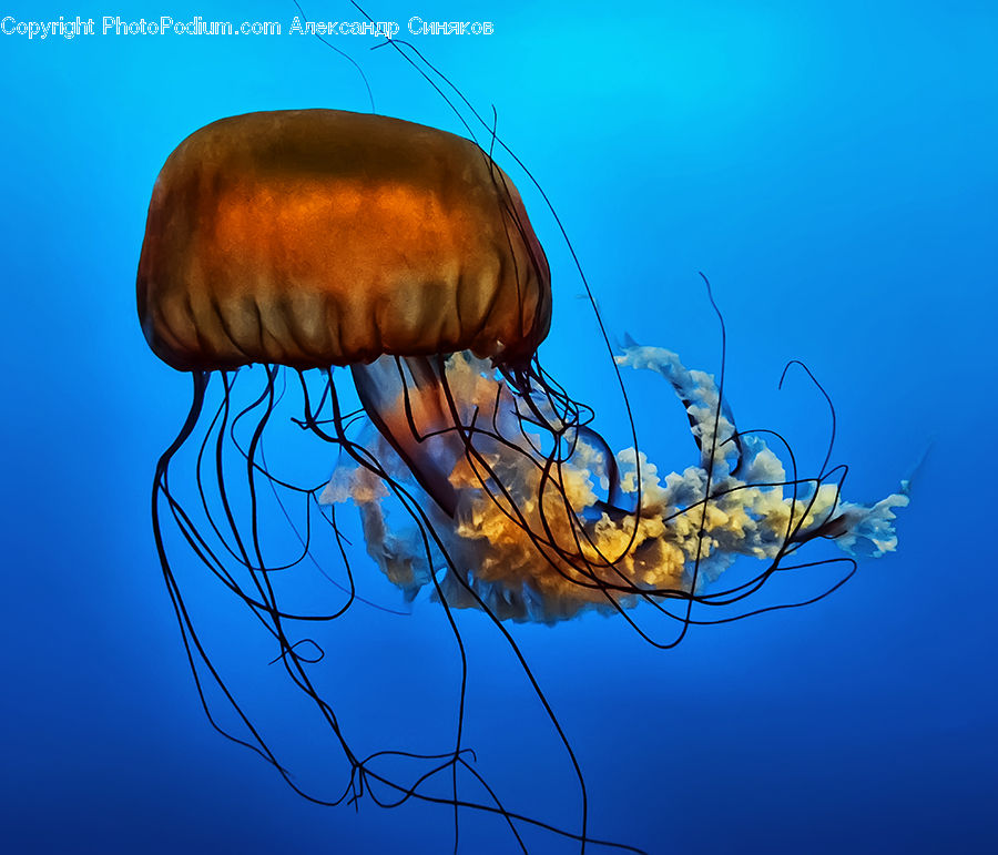 Invertebrate, Jellyfish, Sea Life, Blossom, Flora, Flower, Plant