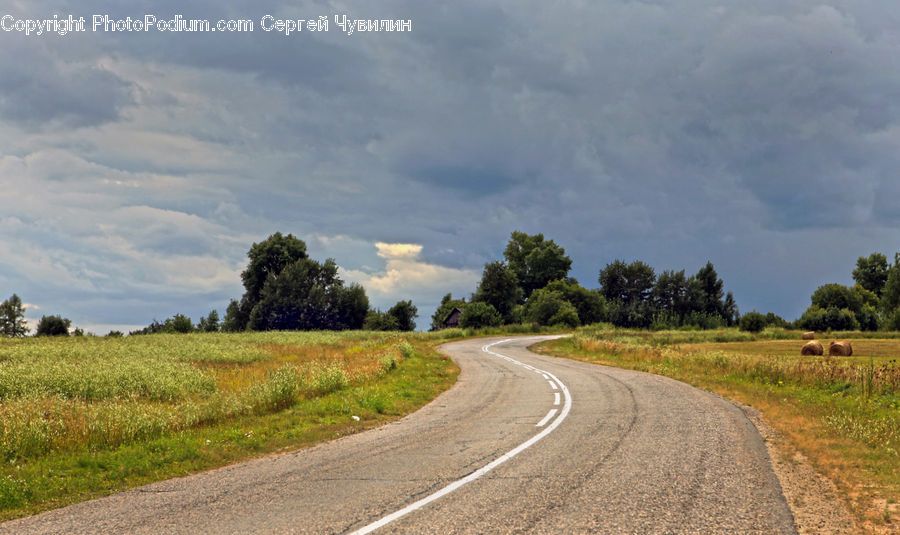 Dirt Road, Gravel, Road, Conifer, Plant, Tree, Wood