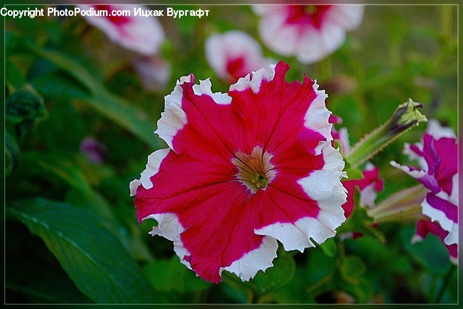 Blossom, Flora, Flower, Geranium, Plant, Cosmos, Carnation