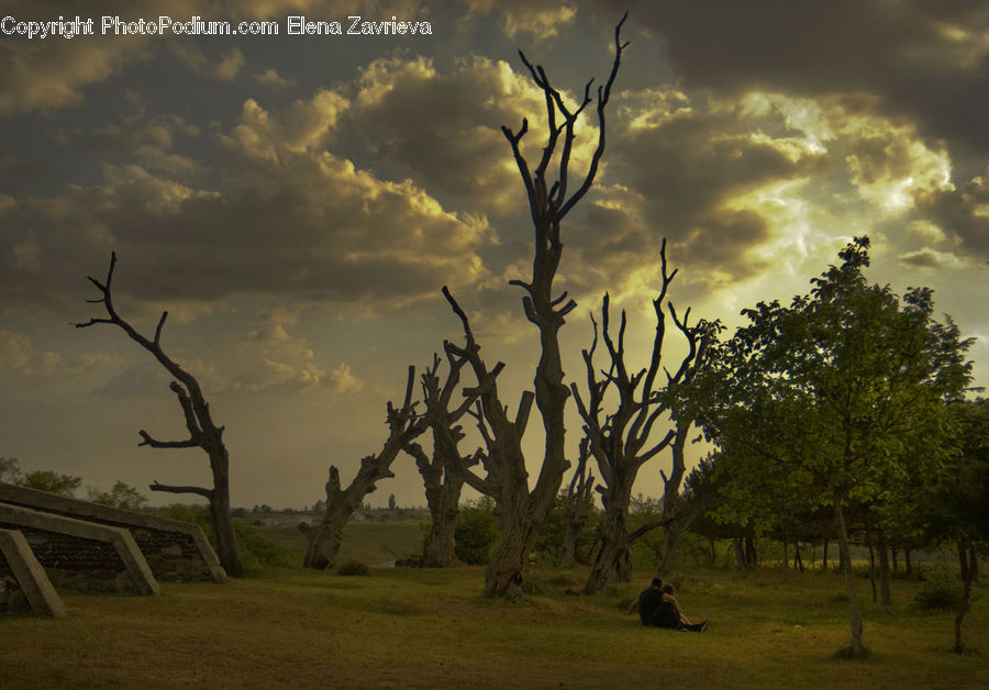 Plant, Tree, Field, Grass, Grassland, Land, Outdoors