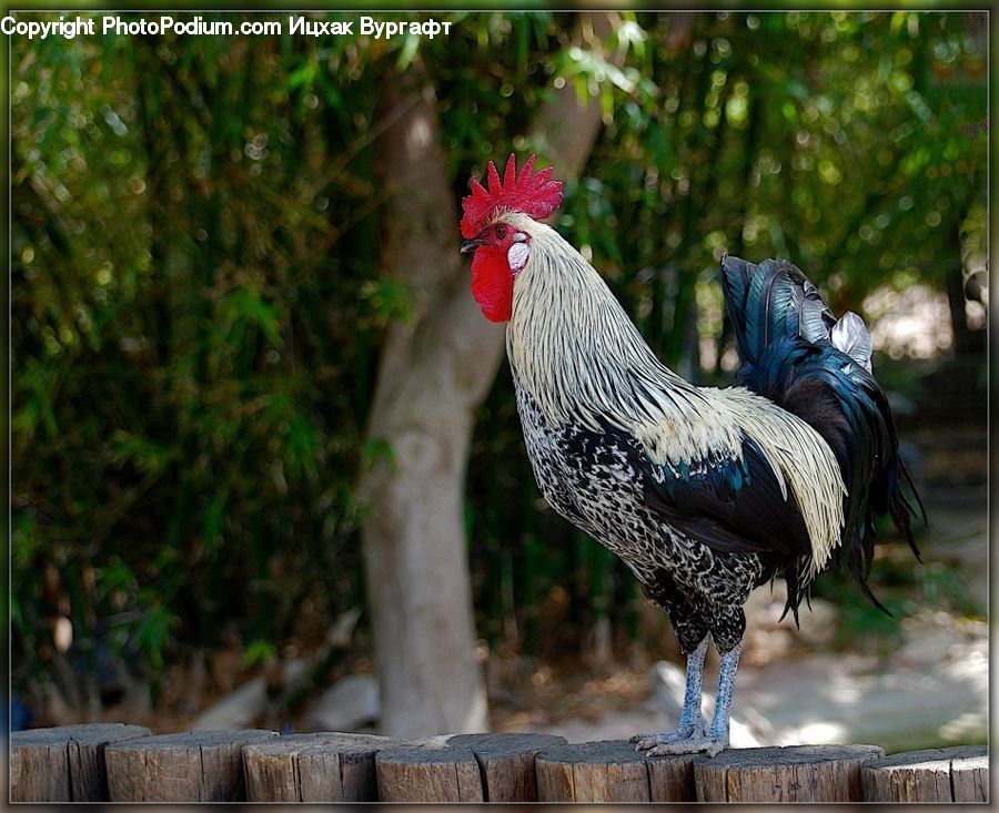 Chicken, Cock Bird, Fowl, Poultry, Rooster, Bird, Conifer