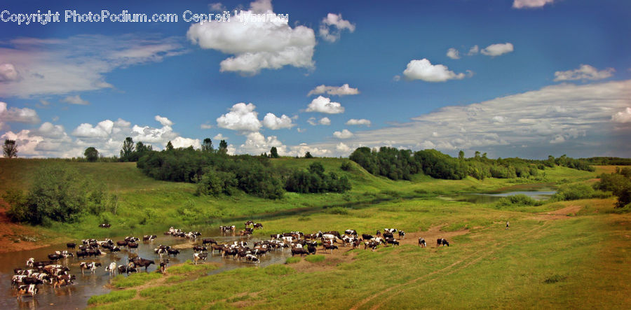 Field, Grass, Grassland, Land, Outdoors, Countryside, Meadow