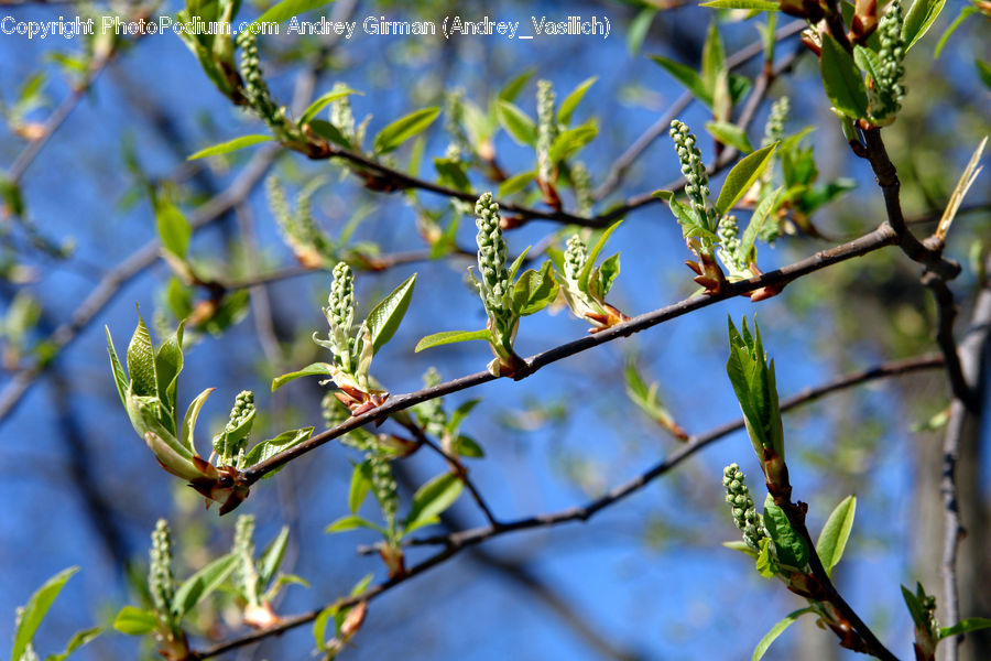 Bud, Plant, Blossom, Flora, Flower, Conifer, Fir