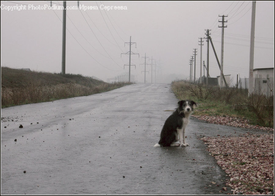 Animal, Canine, Dog, Mammal, Pet, Terrier, Leisure Activities