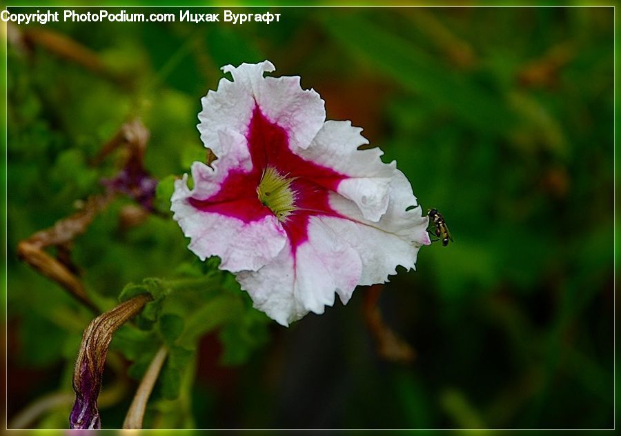 Blossom, Carnation, Flower, Plant, Flora, Gladiolus, Petal