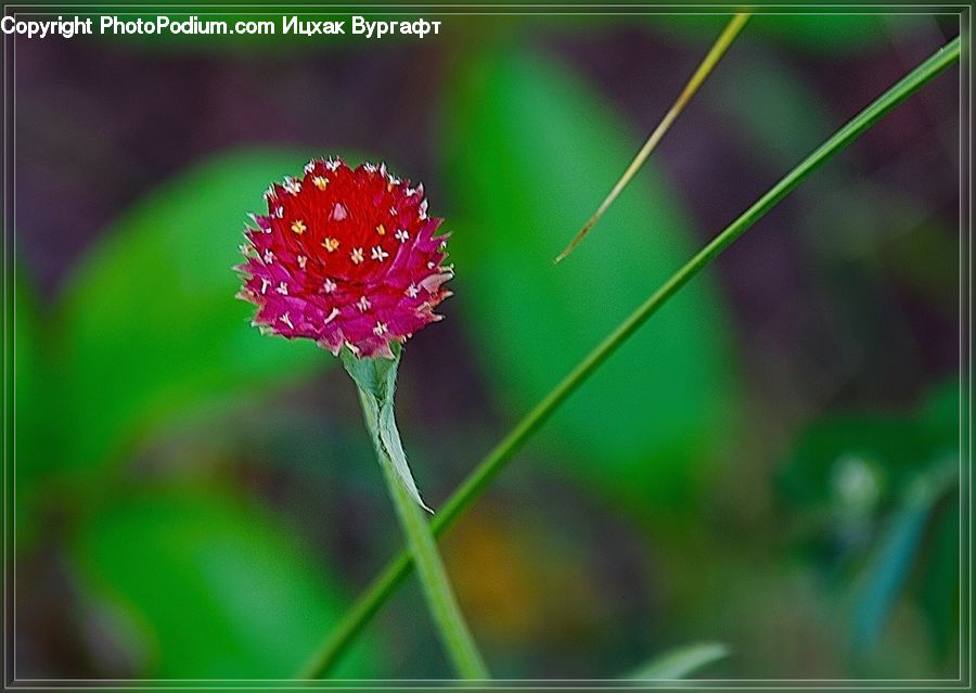 Blossom, Flora, Flower, Geranium, Plant, Carnation, Cosmos