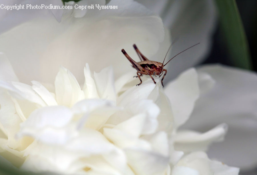 Cricket Insect, Grasshopper, Insect, Arachnid, Garden Spider, Invertebrate, Spider