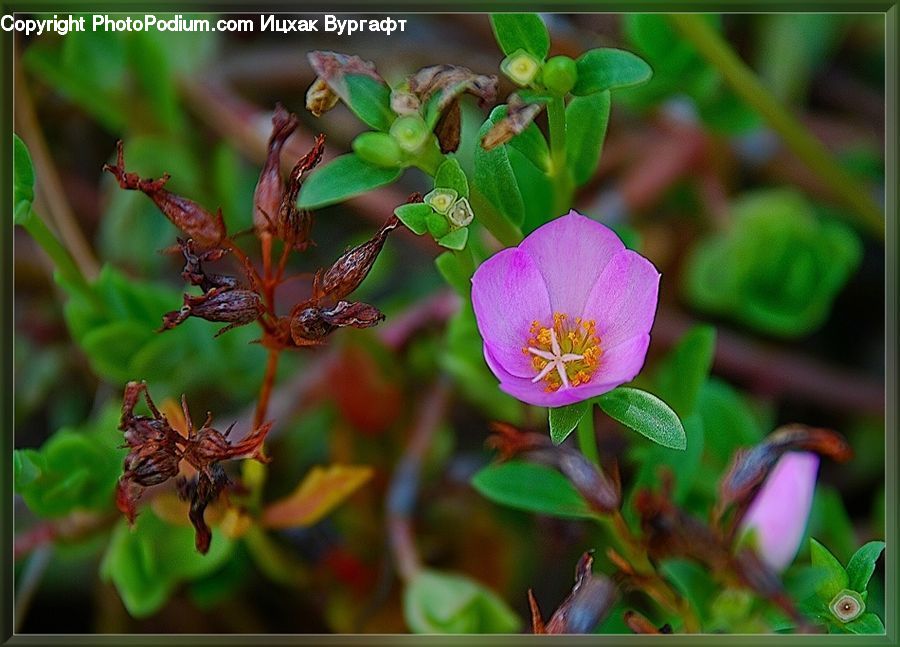 Blossom, Flora, Flower, Geranium, Plant, Arachnid, Garden Spider