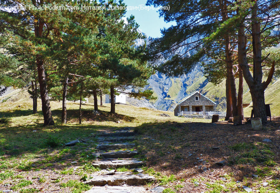 Dirt Road, Gravel, Road, Conifer, Fir, Plant, Tree