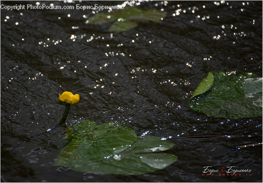 Flower, Lily, Plant, Pond Lily, Water, Astronomy, Outer Space
