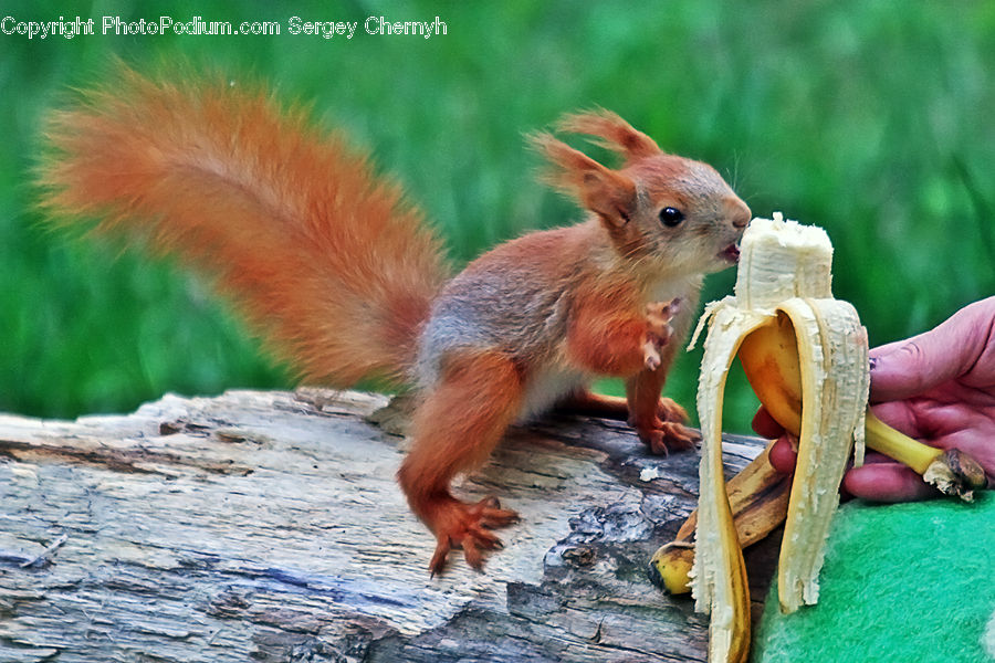Animal, Mammal, Rodent, Squirrel, Spindle, Banana, Fruit