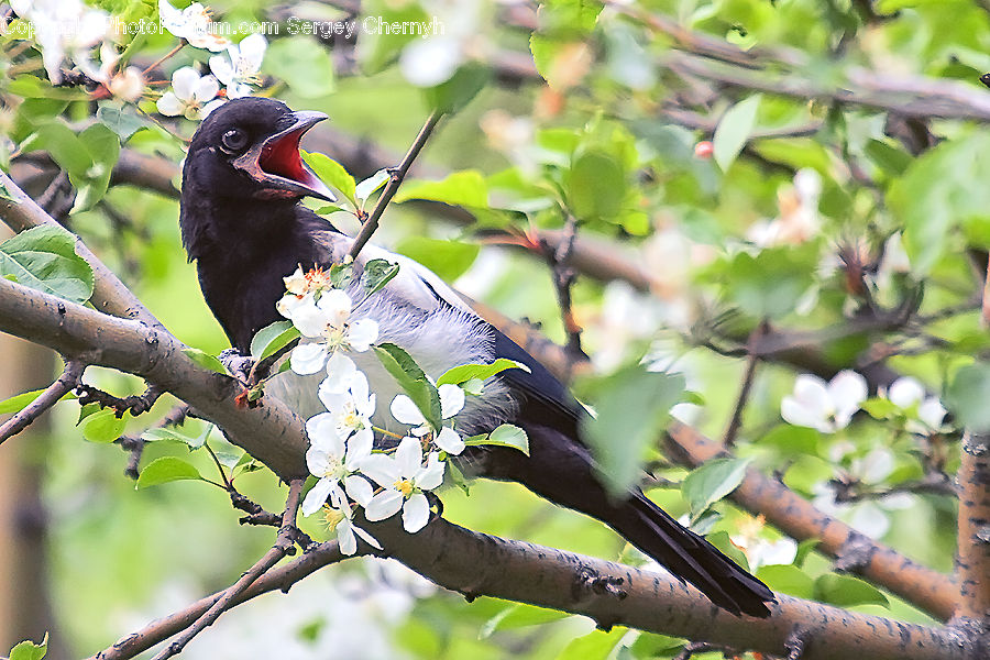 Bird, Blackbird, Parakeet, Parrot, Beak, Herbal, Herbs