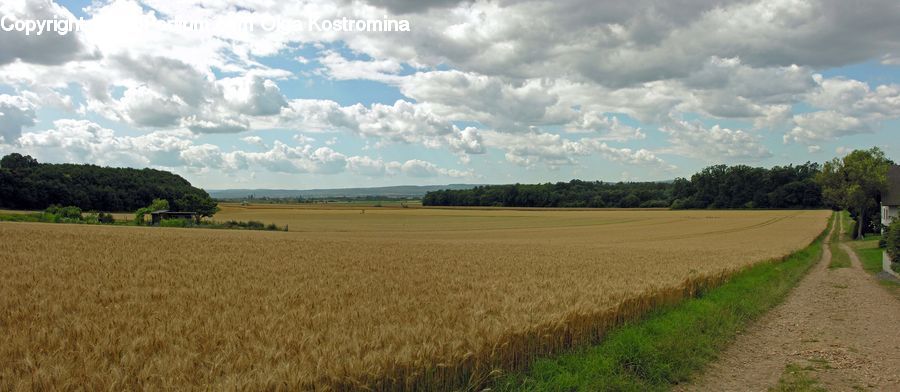 Field, Countryside, Outdoors, Grain, Grass, Plant, Wheat