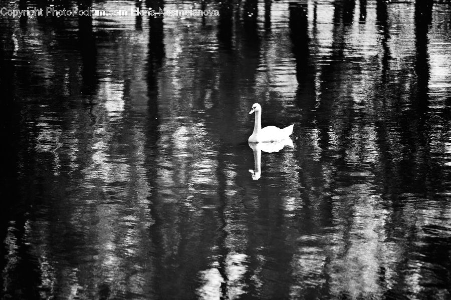 Bird, Swan, Waterfowl, Outdoors, Ripple, Water, Albatross