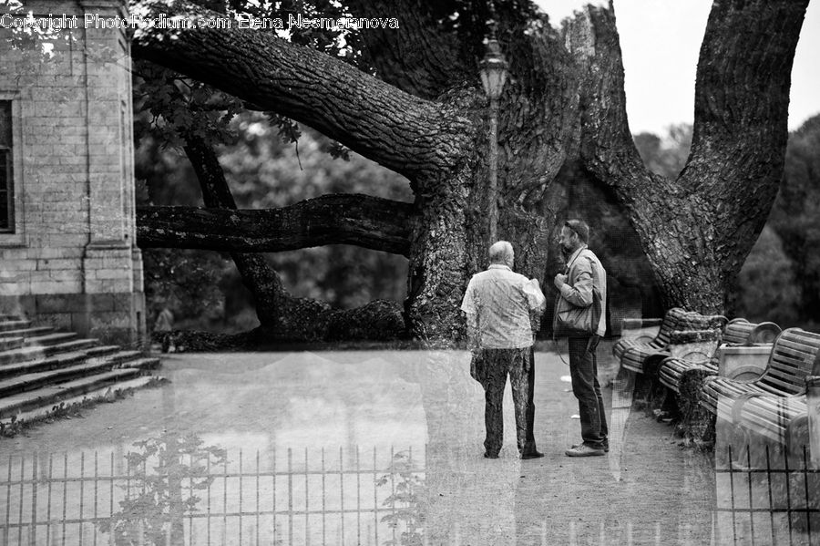 People, Person, Human, Bench, Back, Plant, Tree