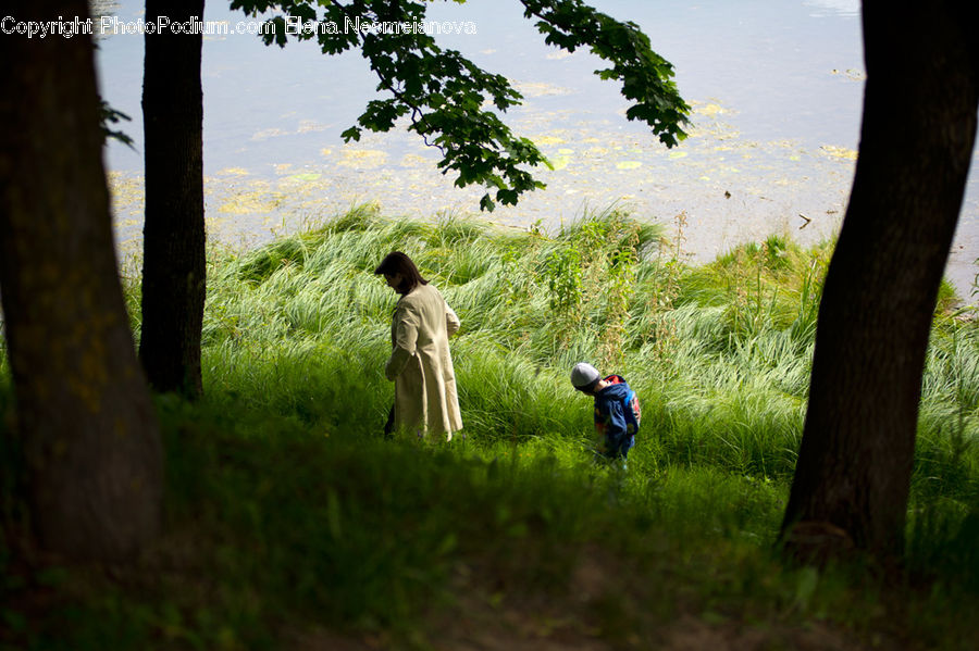 People, Person, Human, Oak, Sycamore, Tree, Tree Trunk
