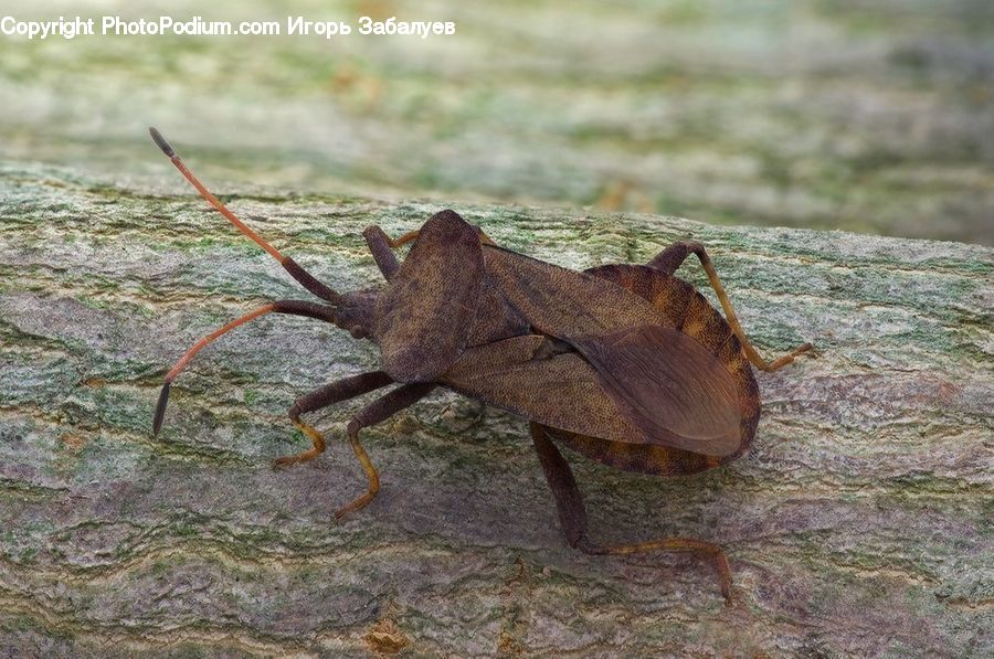 Cricket Insect, Grasshopper, Insect, Invertebrate, Cockroach, Maple, Maple Leaf