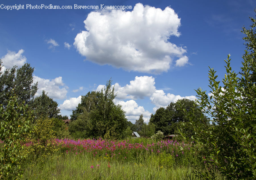 Cloud, Cumulus, Sky, Field, Grass, Grassland, Land