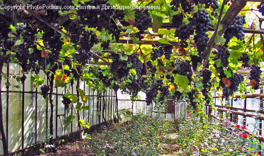 Plant, Vine, Countryside, Farm, Field, Vineyard, Fruit