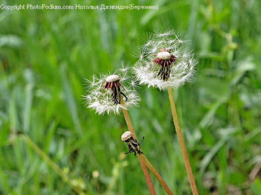 Dandelion, Flower, Plant, Arachnid, Garden Spider, Insect, Invertebrate