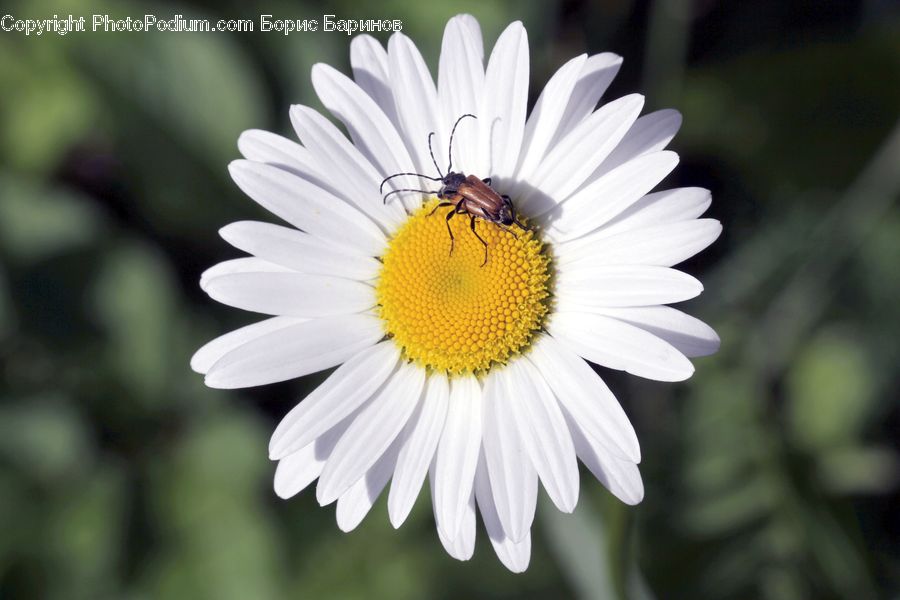 Daisies, Daisy, Flower, Plant, Asteraceae, Blossom, Flora
