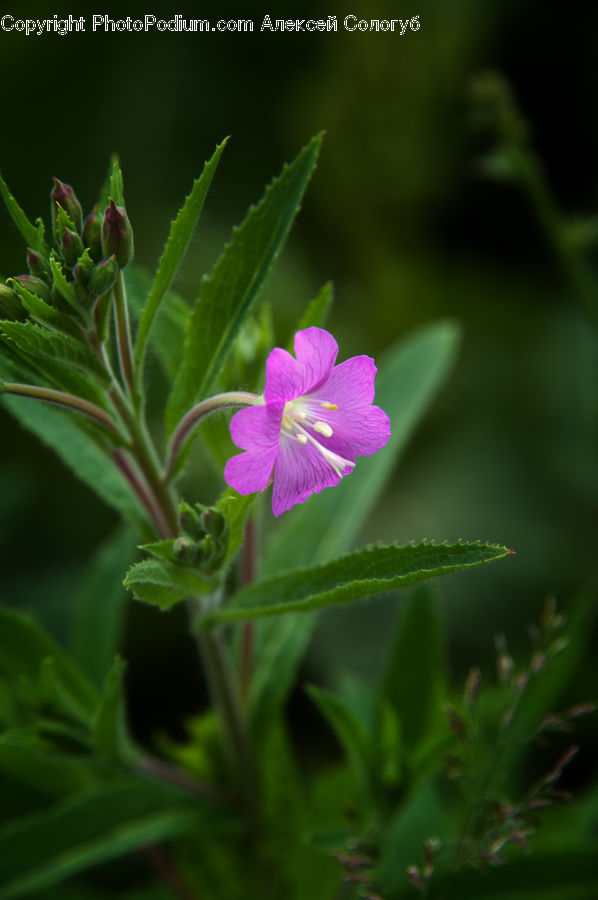 Blossom, Flora, Flower, Geranium, Plant