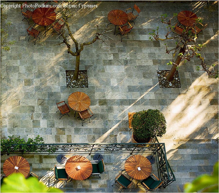 Chair, Furniture, Bonsai, Plant, Potted Plant, Tree, Conifer