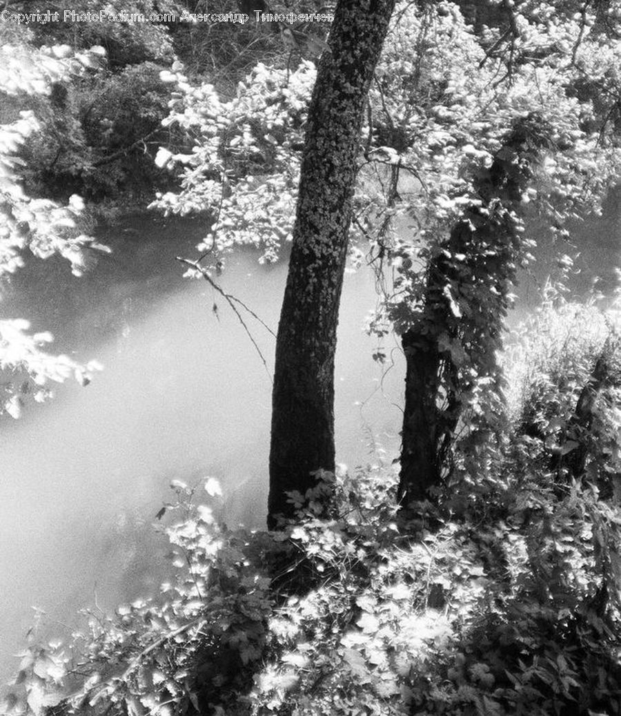 Plant, Tree, Ivy, Vine, Forest, Vegetation, Blossom