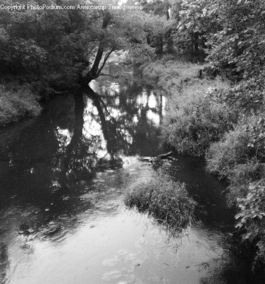 Water, Plant, Tree, Outdoors, Pond, Oak, Wood