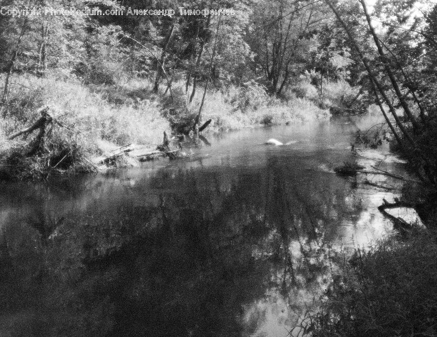 Outdoors, River, Water, Forest, Vegetation, Grove, Land
