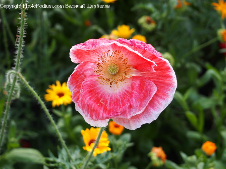 Blossom, Flora, Flower, Plant, Poppy, Carnation, Field
