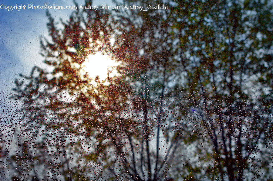 Flare, Light, Sunlight, Birch, Tree, Wood, Landscape