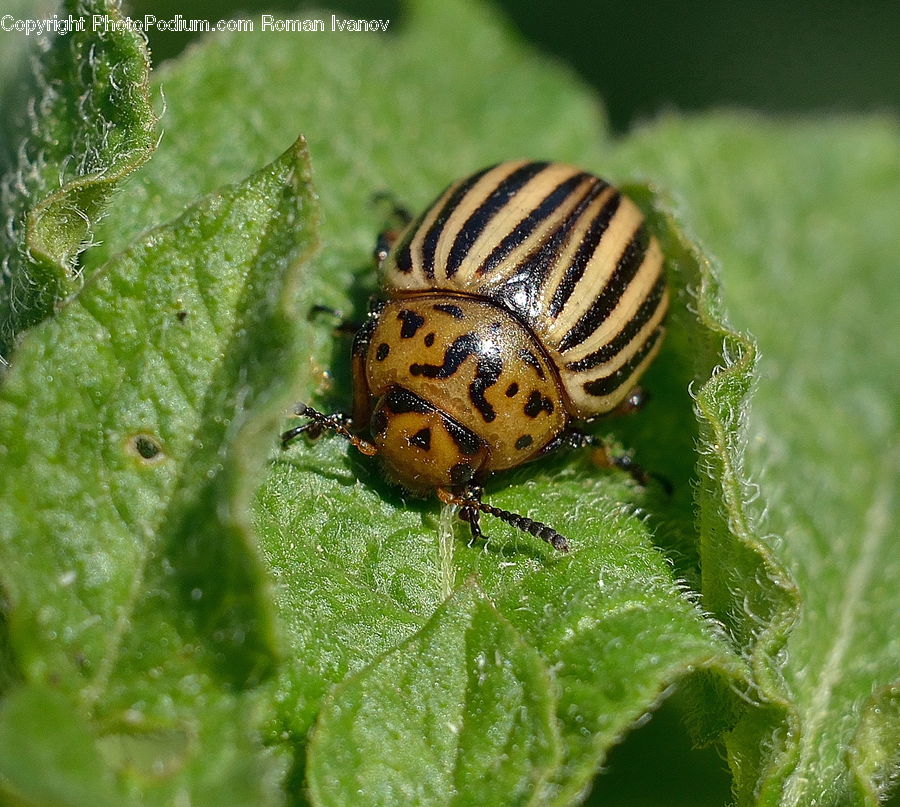 Aphid, Insect, Invertebrate, Arachnid, Garden Spider, Spider, Bee