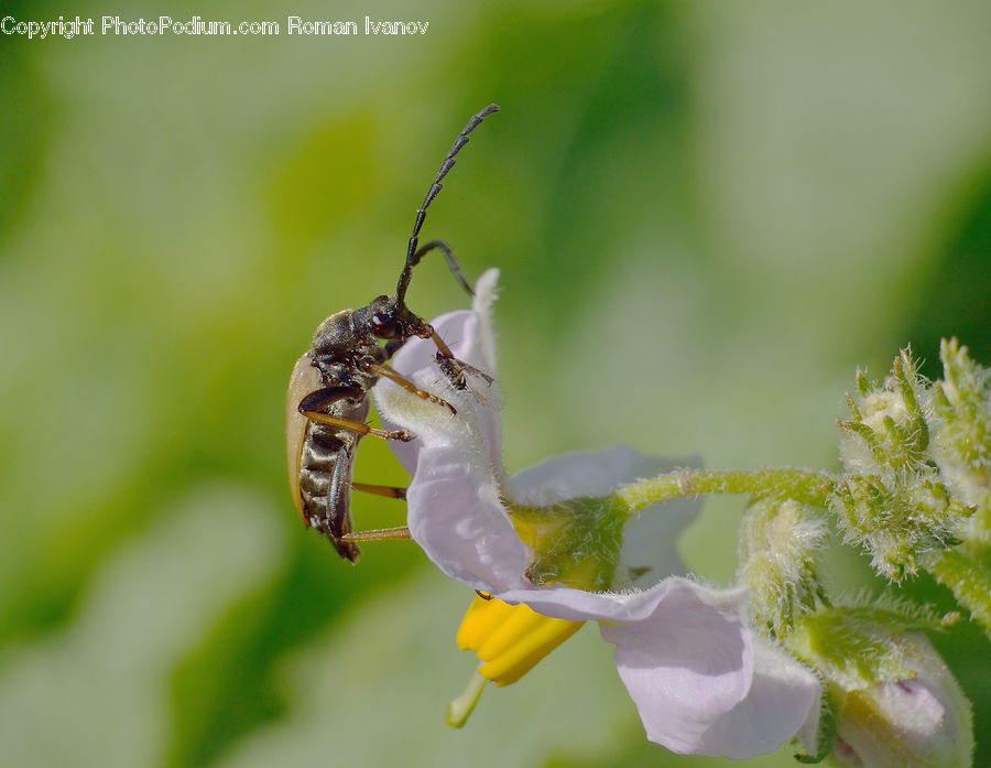 Ant, Insect, Invertebrate, Bud, Plant, Bee, Bumblebee