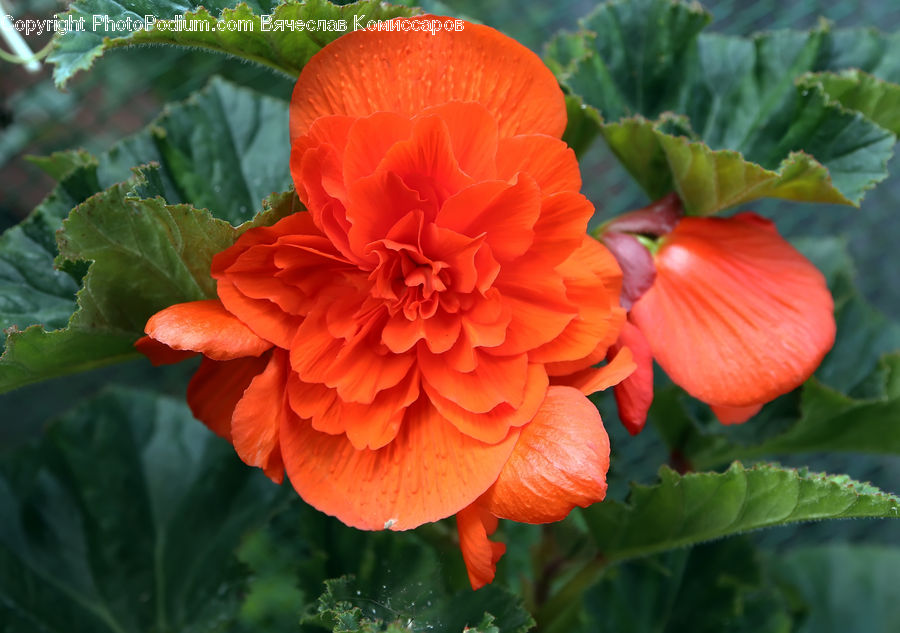 Blossom, Flora, Flower, Geranium, Plant, Dahlia, Carnation