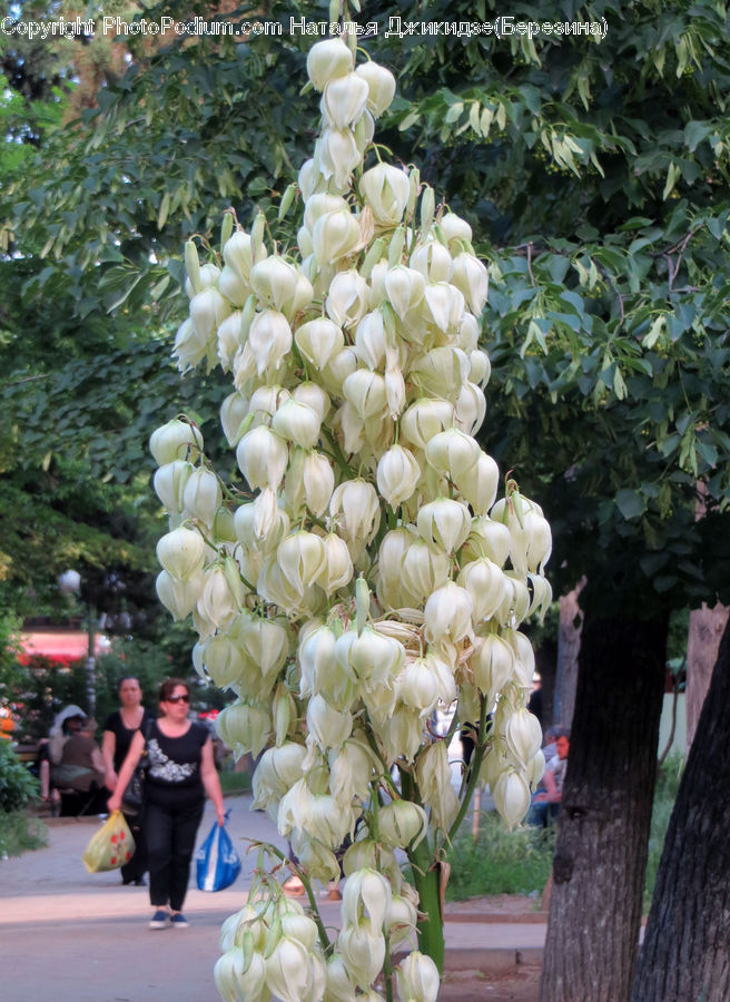 Cauliflower, People, Person, Produce, Vegetable, Human, Flower