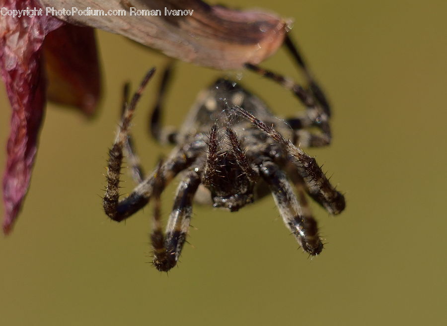 Arachnid, Garden Spider, Insect, Invertebrate, Spider, Apidae, Bee