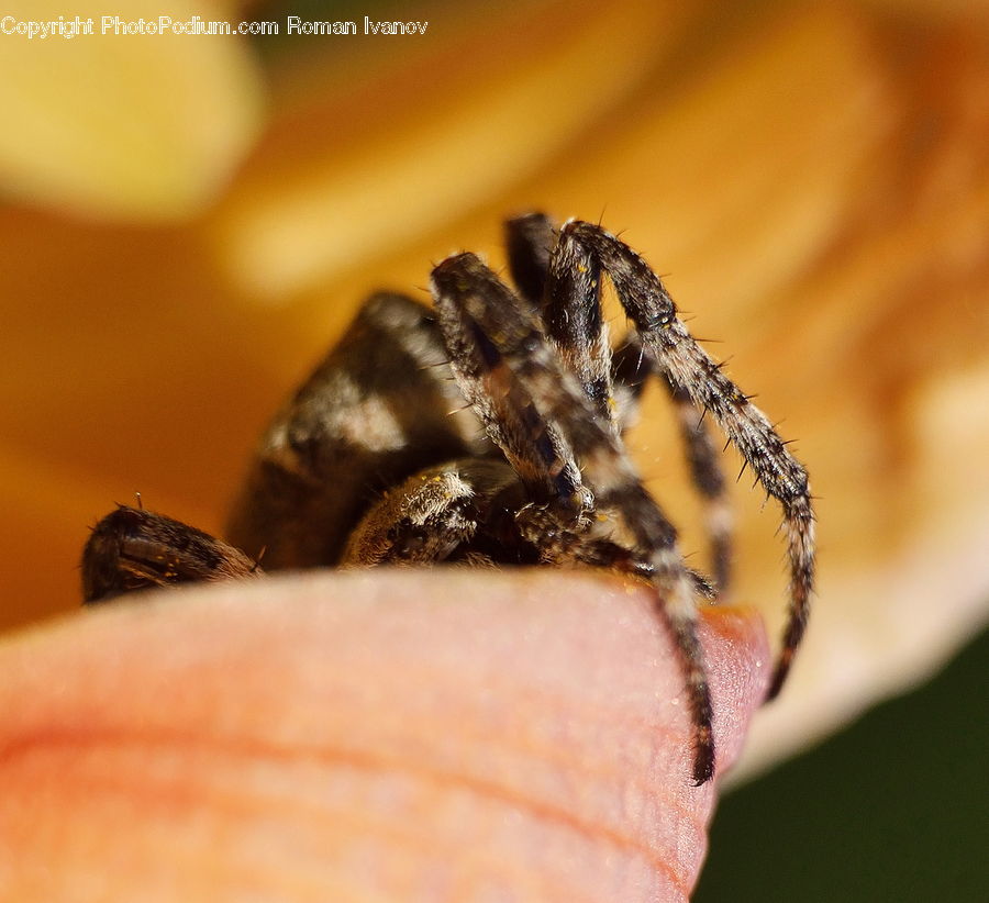 Arachnid, Garden Spider, Insect, Invertebrate, Spider