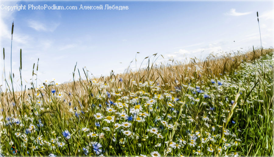 Field, Grass, Grassland, Plant, Meadow, Outdoors, Pasture